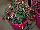 Beekenkamp: Fuchsia hybrid 'Nora' 