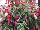 Bella® Fuchsia hybrid Nora 