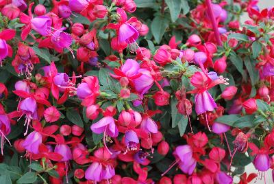 Bella® Fuchsia hybrid Vera 