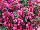 Beekenkamp: Fuchsia hybrid 'Vera' 