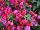 Beekenkamp: Fuchsia hybrid 'Vera' 