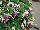 Beekenkamp: Fuchsia hybrid 'Mariska' 
