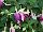 Beekenkamp: Fuchsia hybrid 'Mariska' 