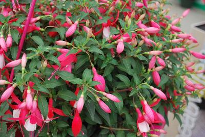 Fuchsia Bella® 'Evita'