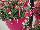 Beekenkamp: Fuchsia hybrid 'Evita' 