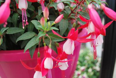 Bella® Fuchsia hybrid Evita 