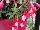 Beekenkamp: Fuchsia hybrid 'Evita' 