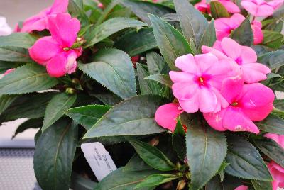 New Guinea Impatiens Odyssey® 'Delilah'