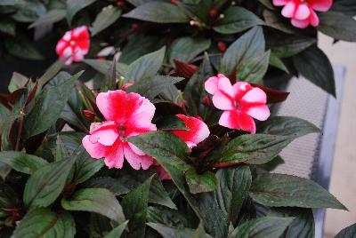 Odyssey® New Guinea Impatiens Ajax 