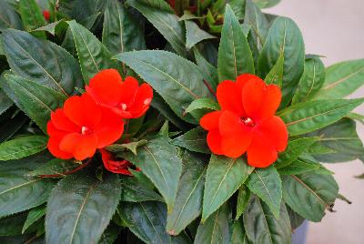 New Guinea Impatiens Odyssey® 'Corinth'