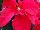 Beekenkamp: Poinsettia  'Astro Red' 