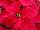 Beekenkamp: Poinsettia  'Astro Red' 