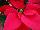 Beekenkamp: Poinsettia  'Charon Red' 