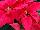 Beekenkamp: Poinsettia  'Charon Red' 