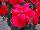 Beekenkamp: Poinsettia  'Harlequin Red' 