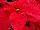 Beekenkamp: Poinsettia  'Hera Red' 