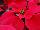 Beekenkamp: Poinsettia  'Pallas Red' 