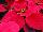 Beekenkamp: Poinsettia  'Pallas Red' 
