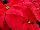 Beekenkamp: Poinsettia  'Pon 23 Med' 