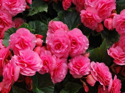 Begonia Cottage 'Double-Pink'