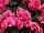 Beekenkamp: Begonia  'Double-Pink' 