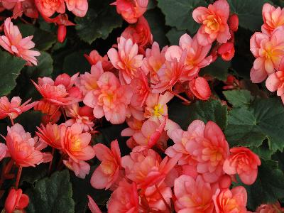 Begonia Cottage 'Salmon'