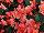 Beekenkamp: Begonia  'Salmon' 