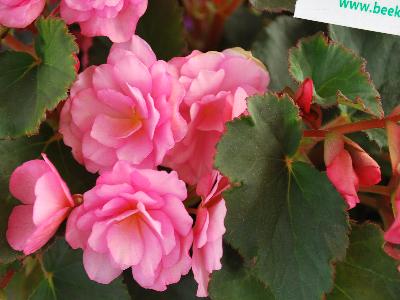 Begonia Glory 'Pink'