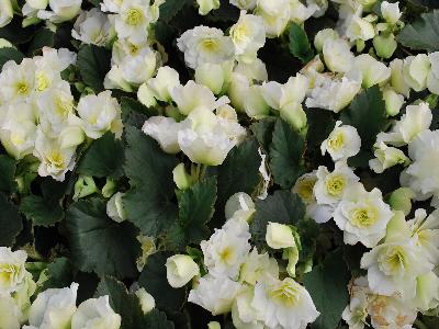 Beekenkamp: Begonia White Glory