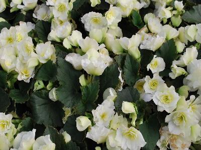 Beekenkamp: Glory Begonia White 