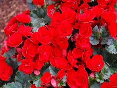 Beekenkamp: Vermillion Begonia Red 