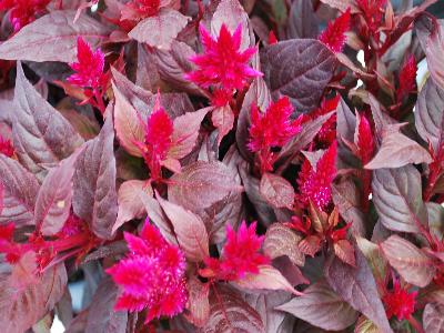 Kelos Celosia Magenta 