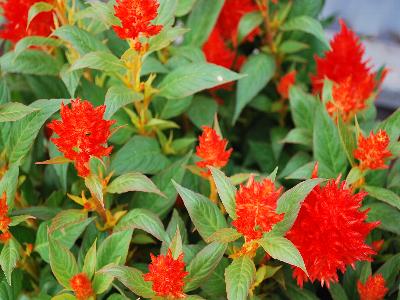 Celosia Kelos 'Orange'