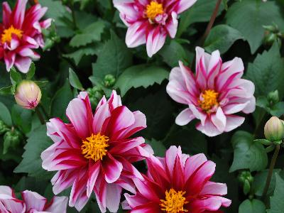 Dahlia Labella-Grande 'Bicolor-Red'