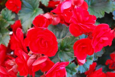 Vermillion Begonia Red 