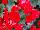 Beekenkamp: Begonia  'Red' 
