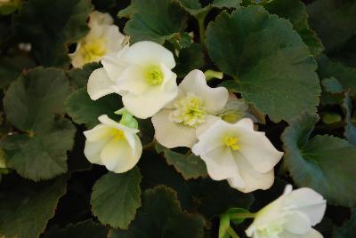 Glory Begonia White 