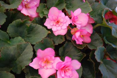 Begonia Glory 'Pink'