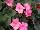 Beekenkamp: Begonia  'Pink' 