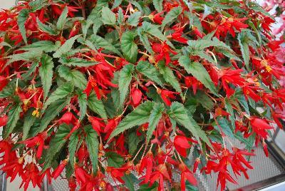 Beekenkamp: Beauvilia Begonia Red 