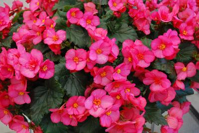 Begonia Evi 'Pink'