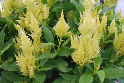 Celosia Kelos Fire 'Lime'