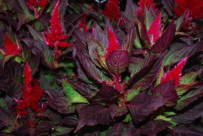 Celosia Kelos Fire 'Scarlet Improved'