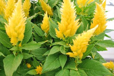 Celosia Kelos Fire 'Yellow'