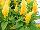 Beekenkamp: Celosia  'Yellow' 