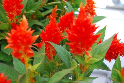 Celosia Kelos Fire 'Orange'