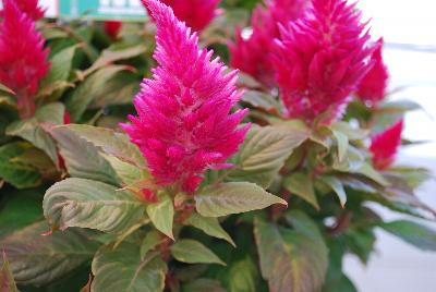 Celosia Kelos Fire 'Pink'