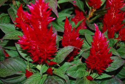Celosia Kelos Fire 'Red'
