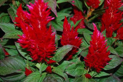 Kelos Fire Celosia Red 