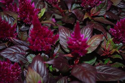 Celosia Kelos Fire 'Purple'